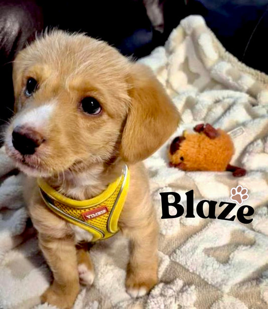 “Rainbow Crème Sandwich" Gift Set Certified Lookie-a-Tookie™ Canine Cookies, Celebration Dog Treats 🦄🍬🌈🐶🐾