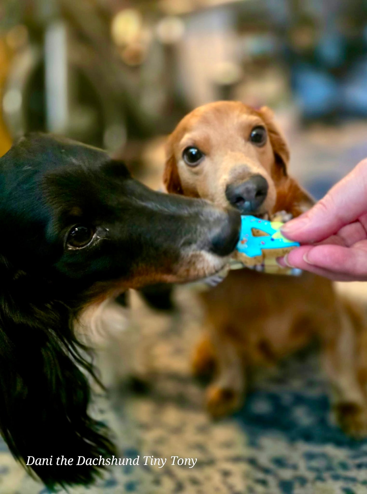 “Barkday Bash Box" Gift Set Certified Lookie-a-Tookie™ Canine Cookies, Birthday Dog Treats