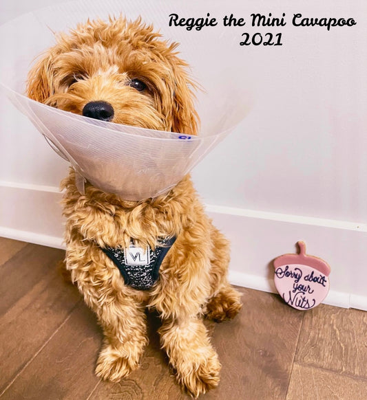 “Sorry About Your Nuts" Gift Sets Certified Lookie-a-Tookie™ Canine Cookies, Neuter Dog Treats 🐿️🐾