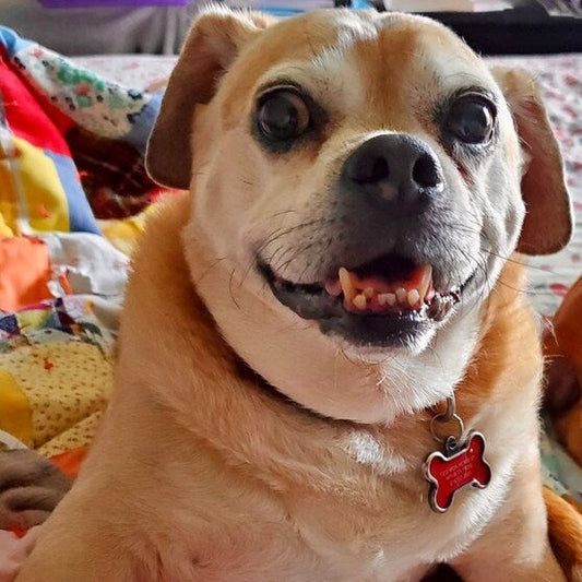 “Midnight Mingle" Gift Sets Certified Lookie-a-Tookie™ Canine Cookies, Halloween Dog Treats🌙🦇🎃🐾