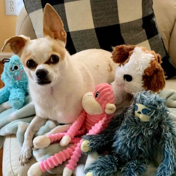 “Big Bash" Gift Sets Certified Lookie-a-Tookie™ Canine Cookies, Birthday Dog Treats 🎂🥳🎈🐾