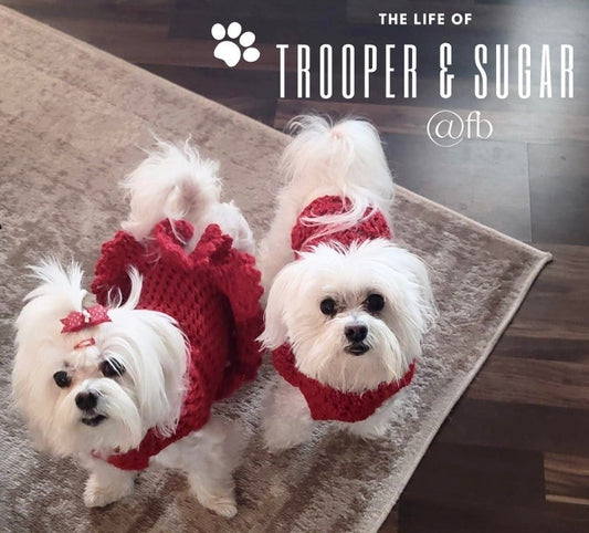 “Christmas Crew" Gift Sets Certified Lookie-a-Tookie™ Canine Cookies, Christmas Dog Treats 🎅 🎁 ⛄ 🍪