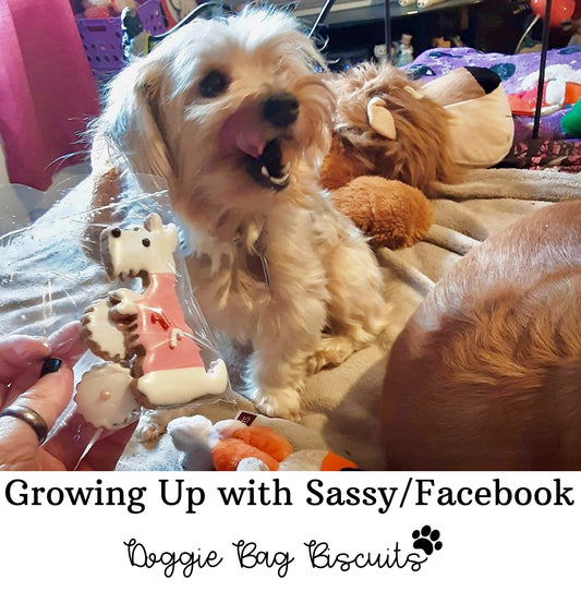 Festive Fido™ Christmas Canine Cookie Gift Set 🎄🐾