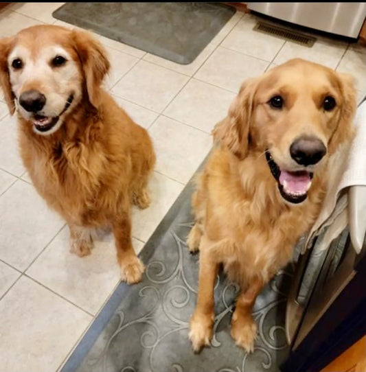 One Tough Cookie™ Canine Cookie Gift Set 💪🍪🐾
