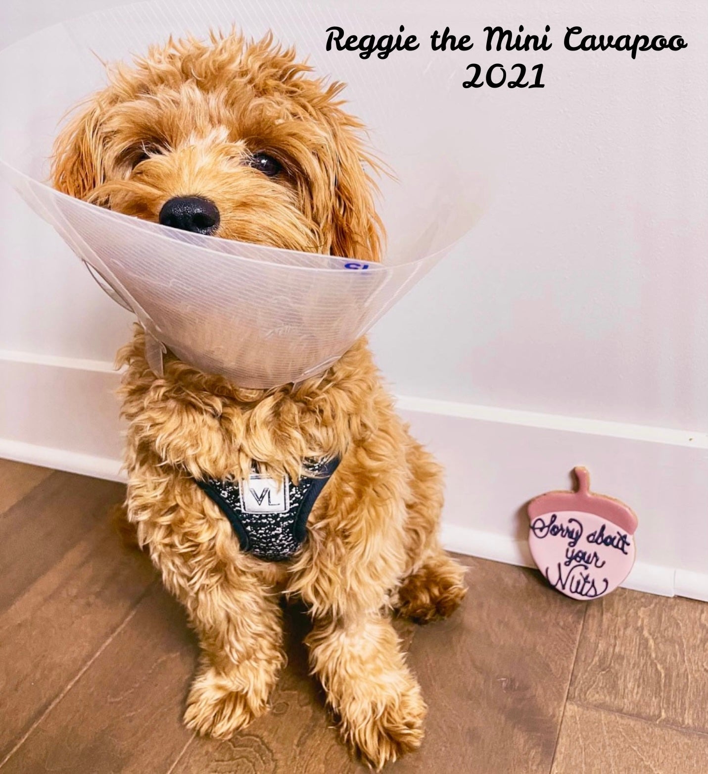 “Sorry About Your Nuts" Gift Sets Certified Lookie-a-Tookie™ Canine Cookies, Neuter Dog Treats 🐿️🐾