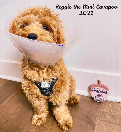 “Sorry About Your Nuts" Gift Sets Certified Lookie-a-Tookie™ Canine Cookies, Neuter Dog Treats 🐿️🐾