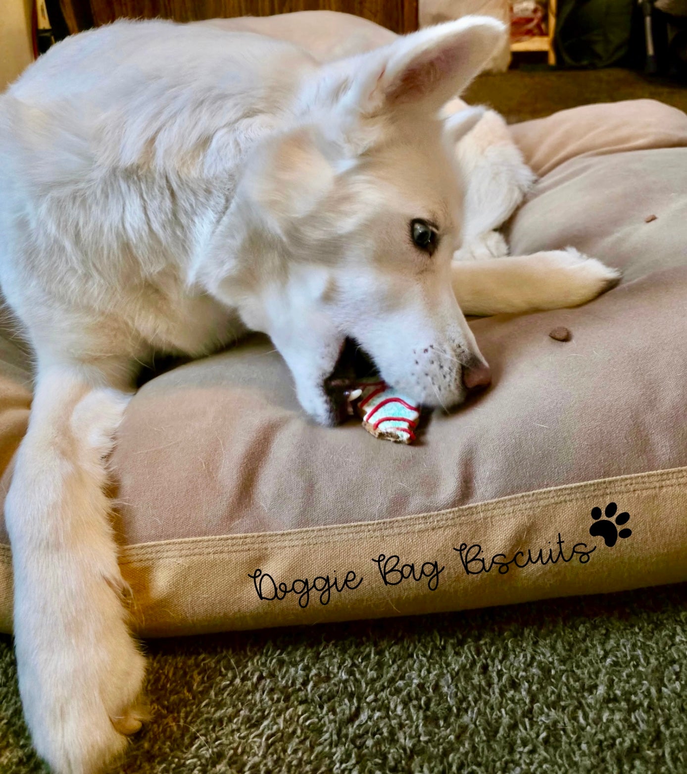 "OH CHRISTMAS TREAT" Gift Set Certified Lookie-a-Tookie™ Canine Cookies, Christmas Dog Treats