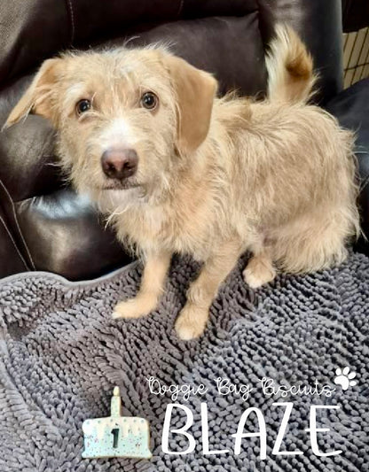 “Cake & Candle" Gift Set Certified Lookie-a-Tookie™ Canine Cookies, Birthday Dog Treats 🕯️ 🎂✨🐾